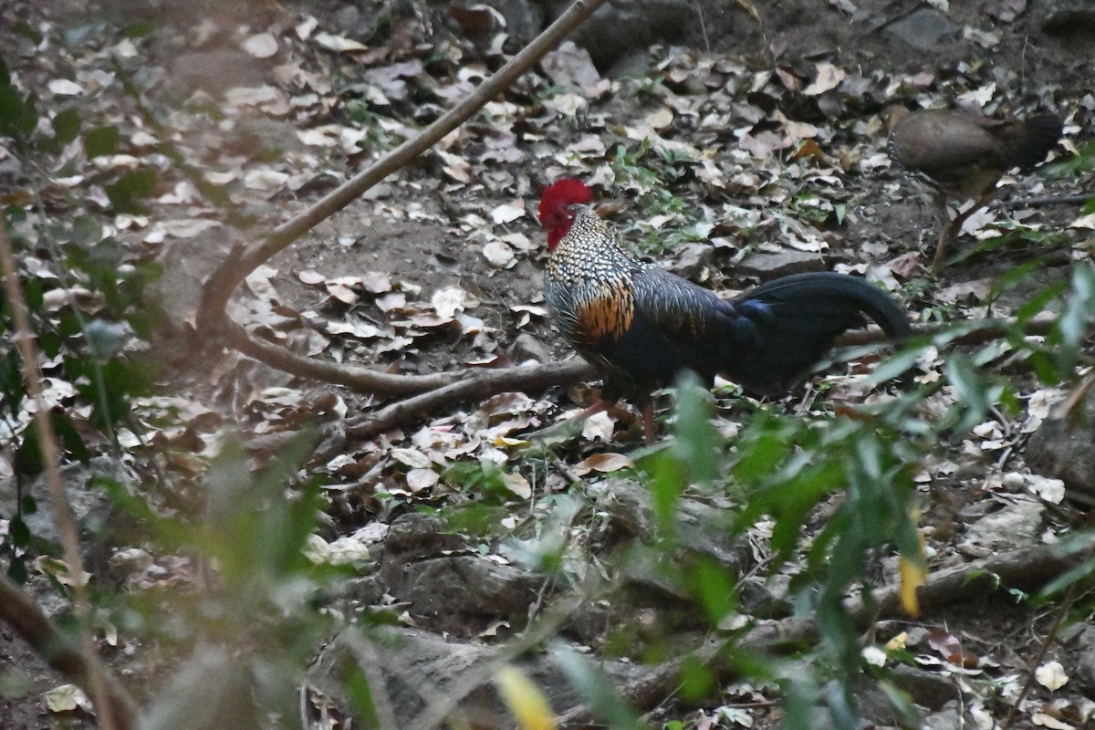 Gray Junglefowl - ML631139760