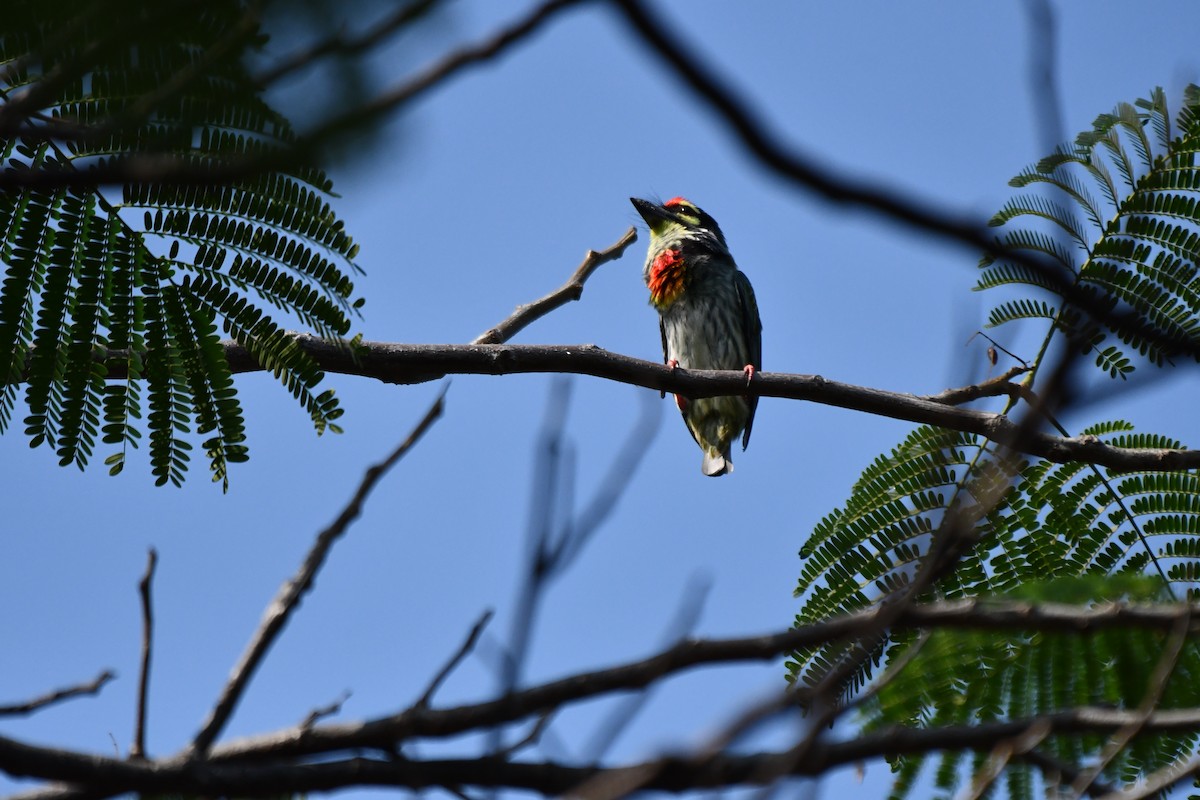 Coppersmith Barbet - ML631139767