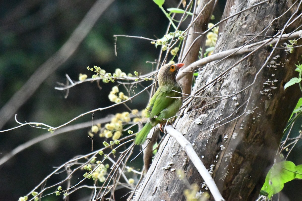 Brown-headed Barbet - ML631139785