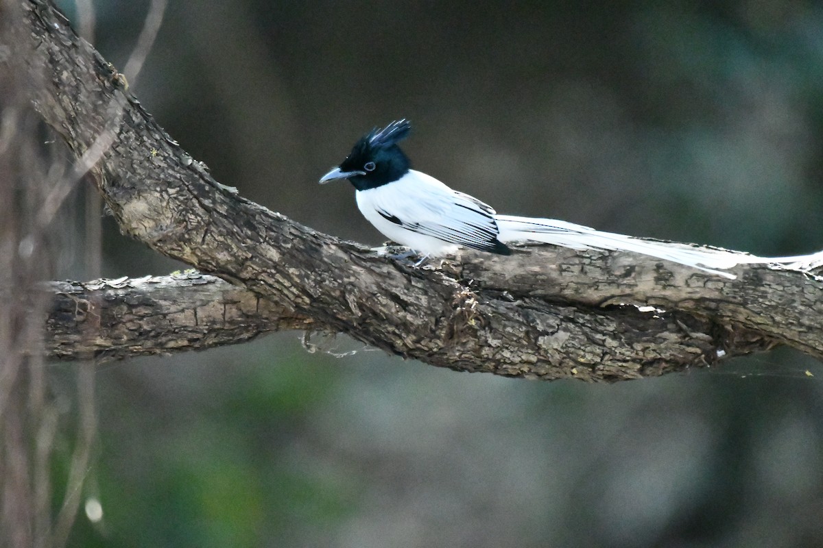 Indian Paradise-Flycatcher - ML631139789