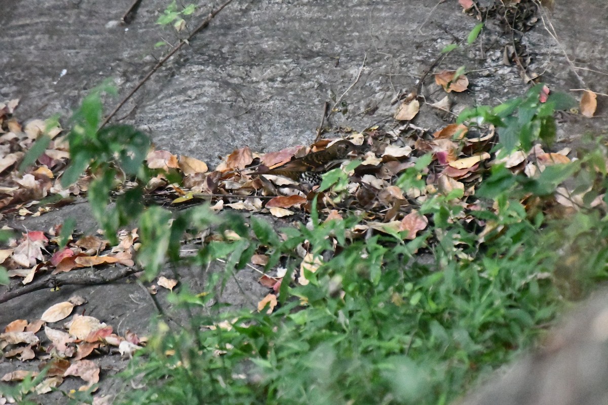 Nilgiri Thrush - ML631139853