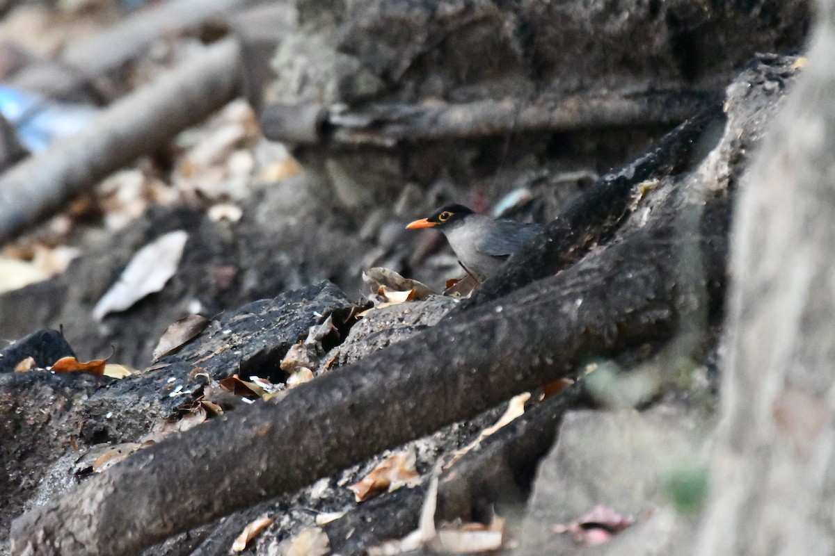 Indian Blackbird - ML631139872