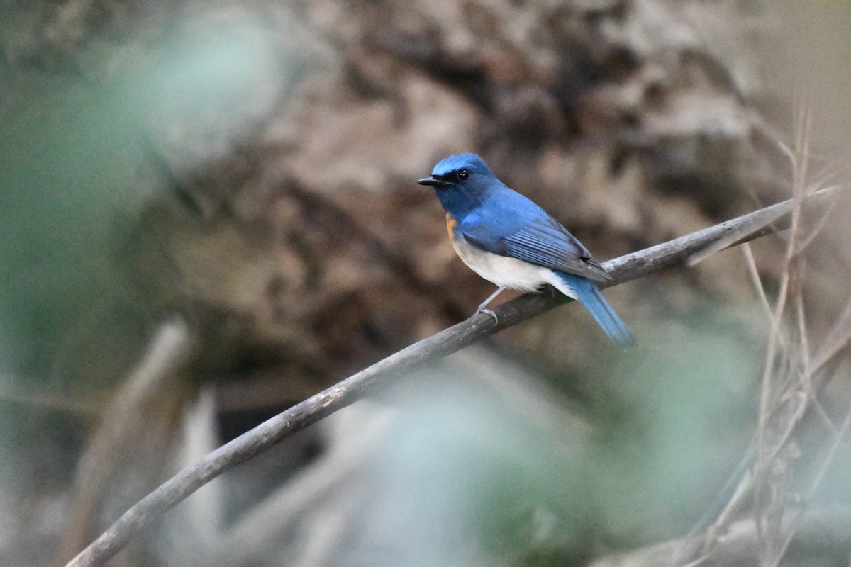 Blue-throated Flycatcher - ML631139889