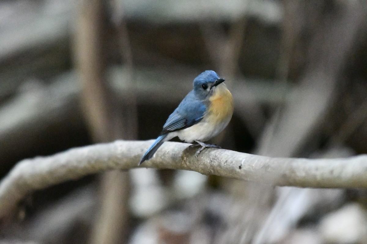 Tickell's Blue Flycatcher - ML631139894