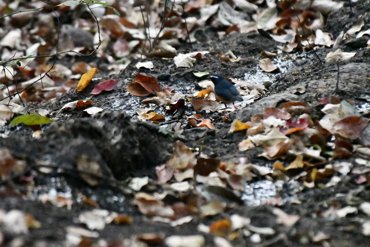 Indian Blue Robin - ML631139908