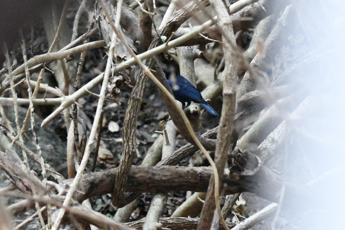 Malabar Whistling-Thrush - ML631139910