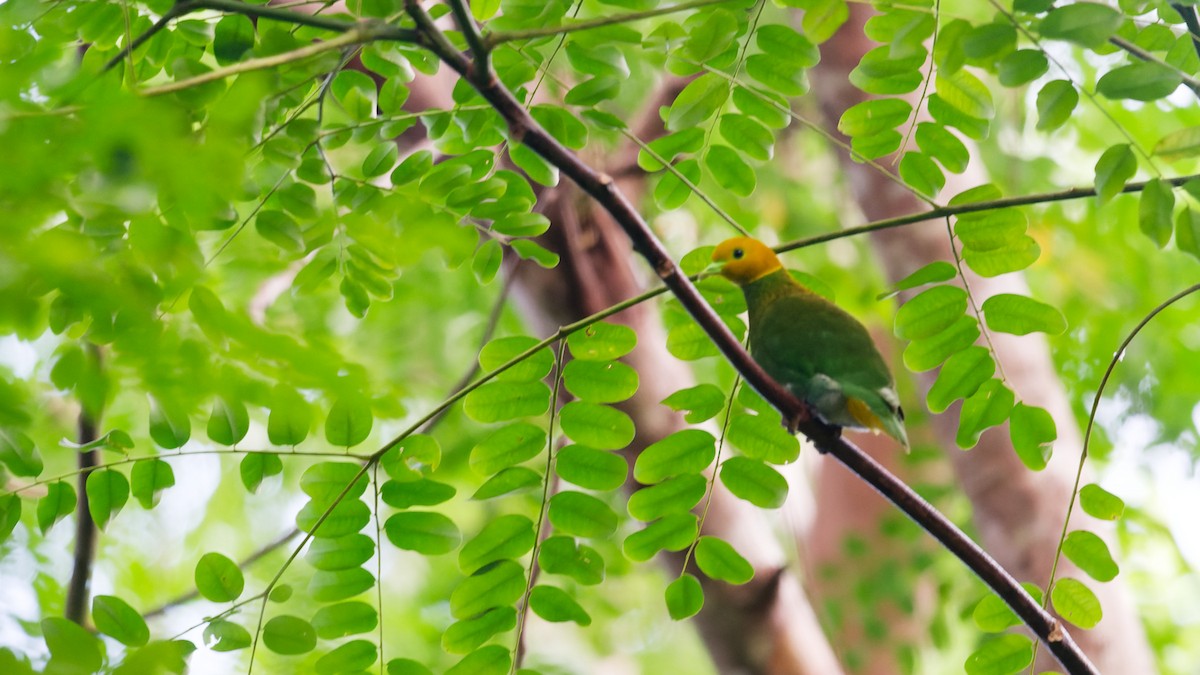 Whistling Dove - ML631139911
