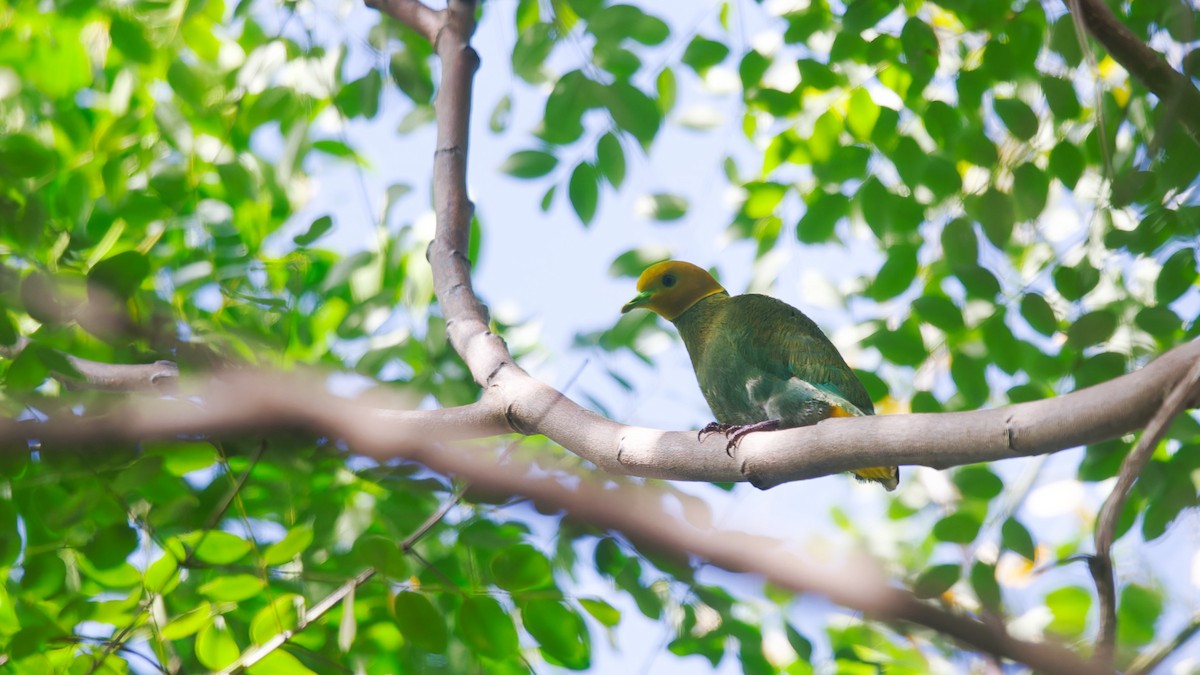 Whistling Dove - ML631139916