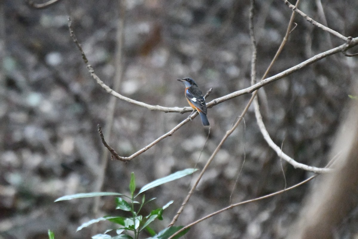 Blue-capped Rock-Thrush - ML631139925