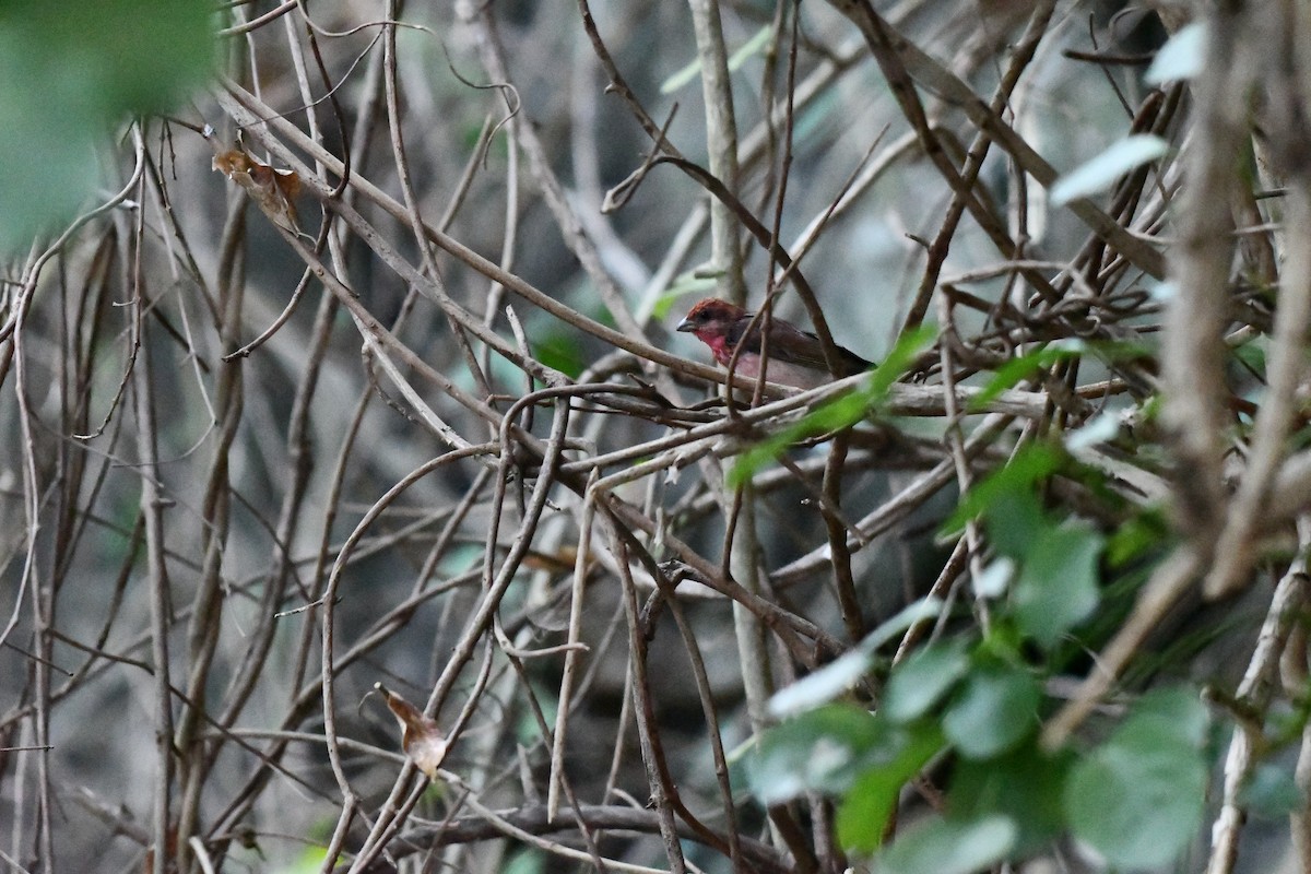 Common Rosefinch - ML631139926