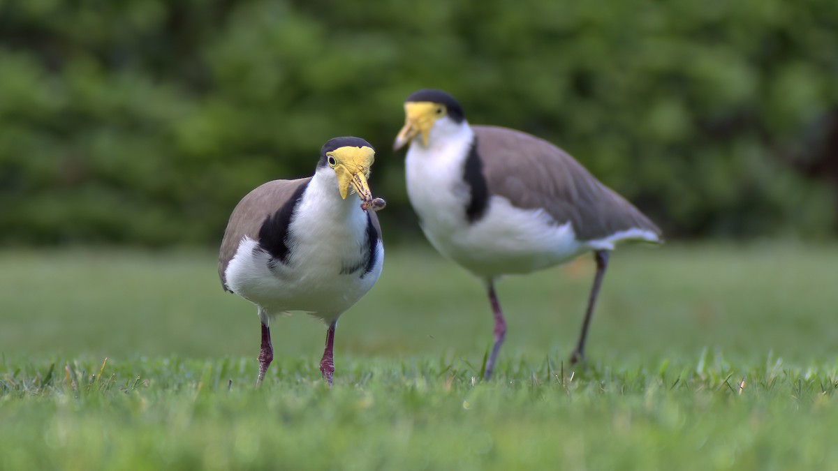 Masked Lapwing - ML631139936
