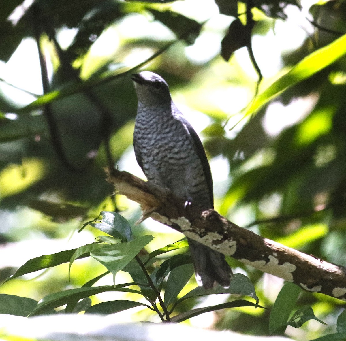 Lesser Cuckooshrike - ML631140091