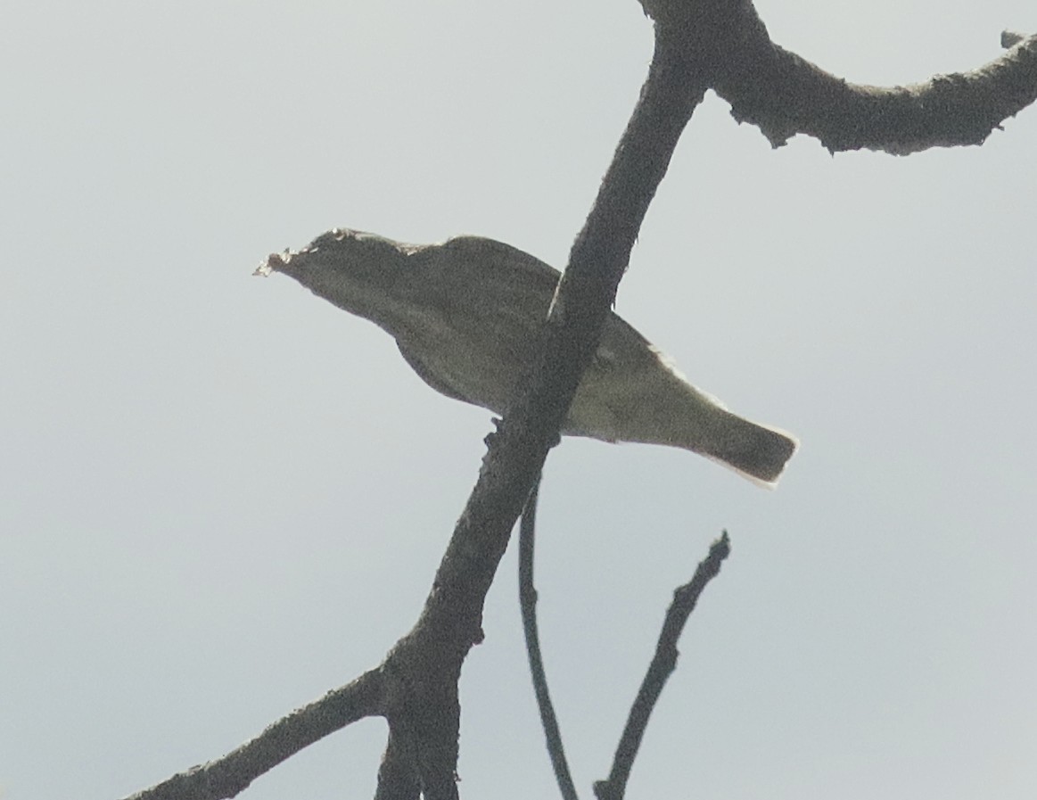 Thick-billed Flowerpecker - ML631140092