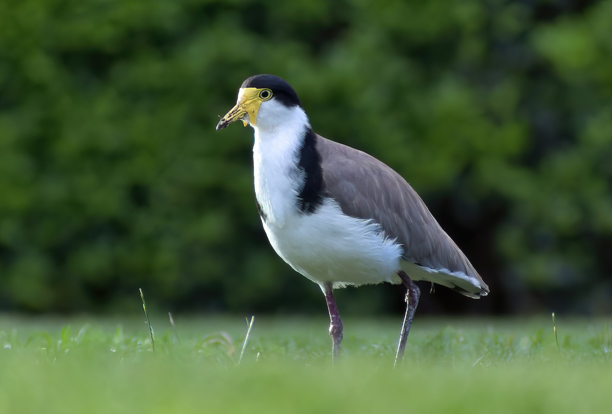 Masked Lapwing - ML631140120