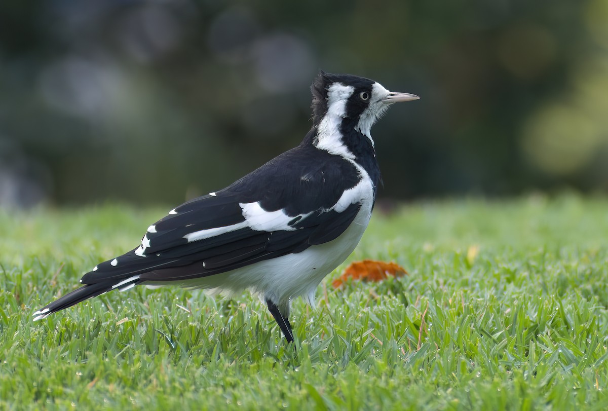 Magpie-lark - ML631140123