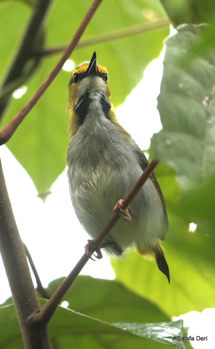 Yellow-browed Camaroptera - ML631140274
