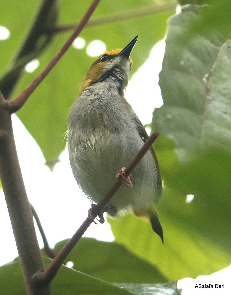 Yellow-browed Camaroptera - ML631140275