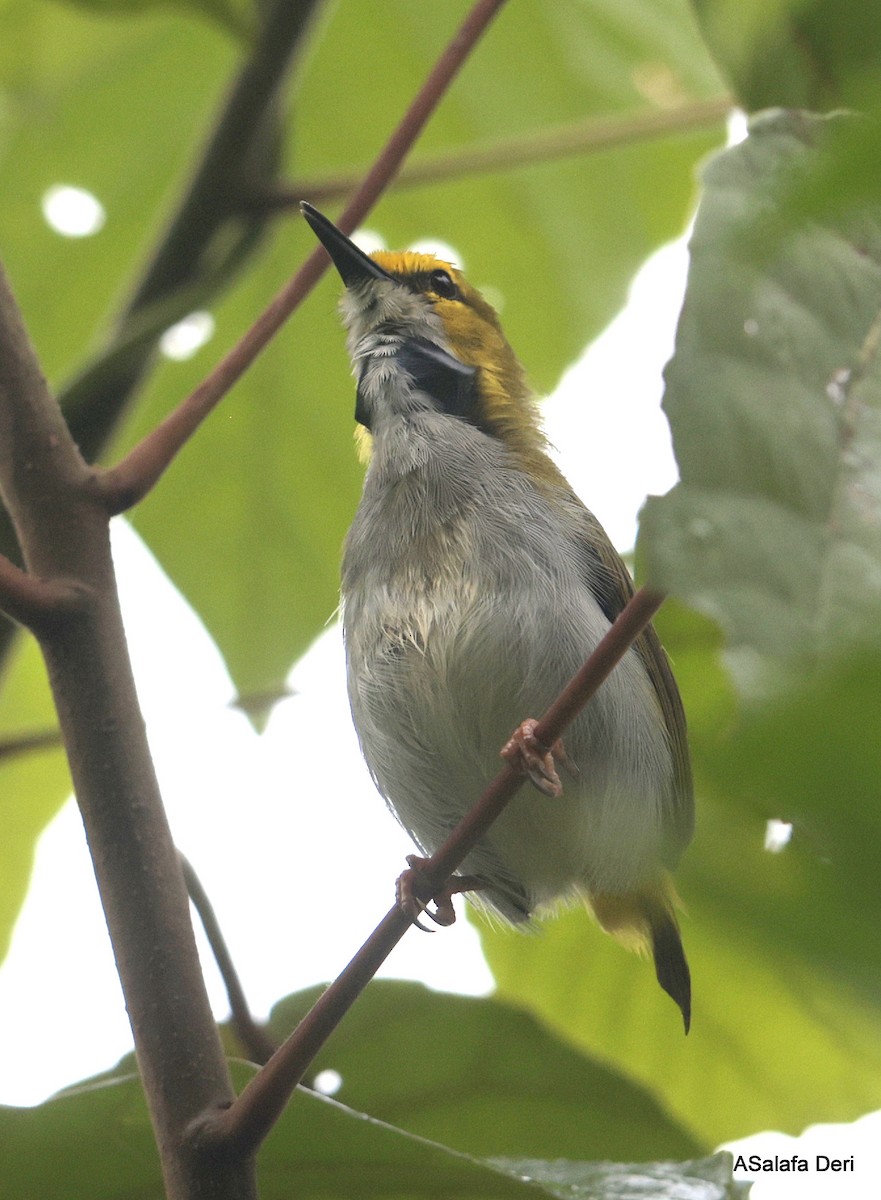 Yellow-browed Camaroptera - ML631140276