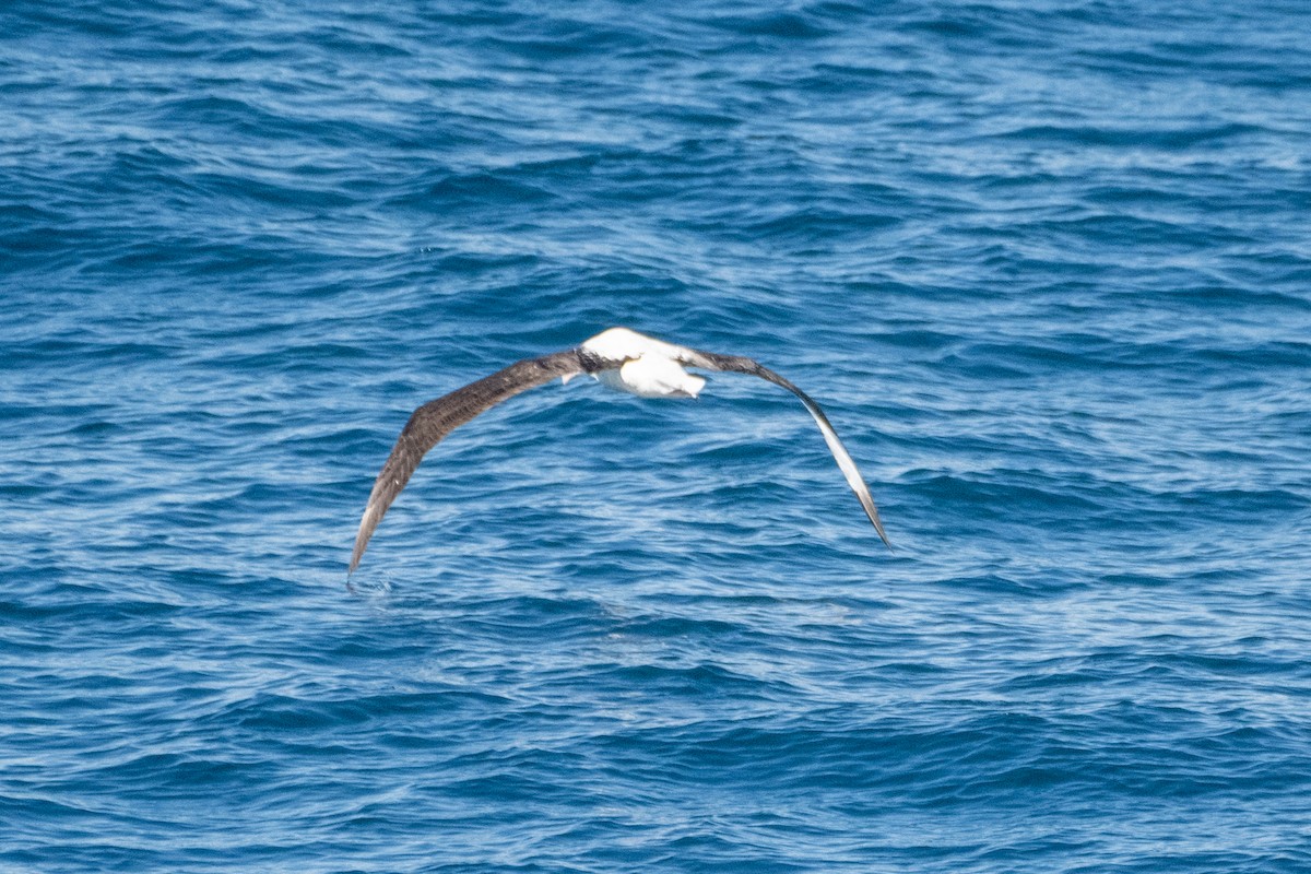 Northern/Southern Royal Albatross - ML631140368