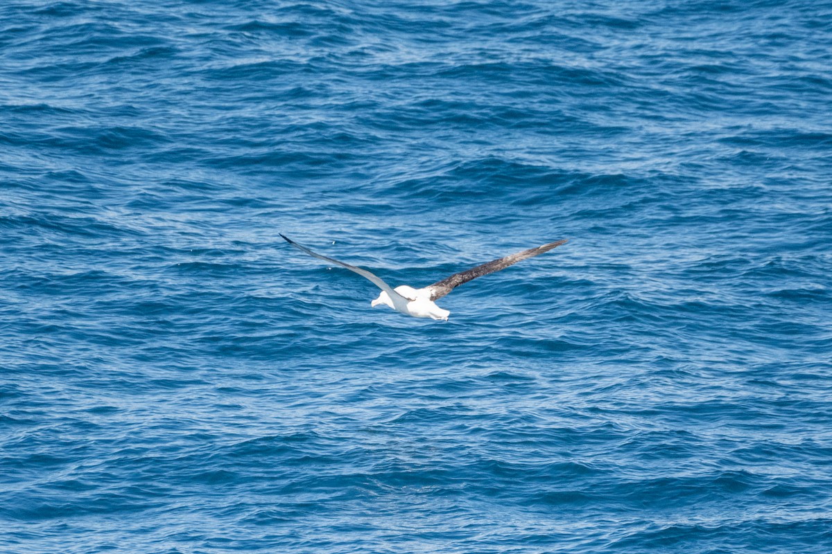 Northern/Southern Royal Albatross - ML631140369