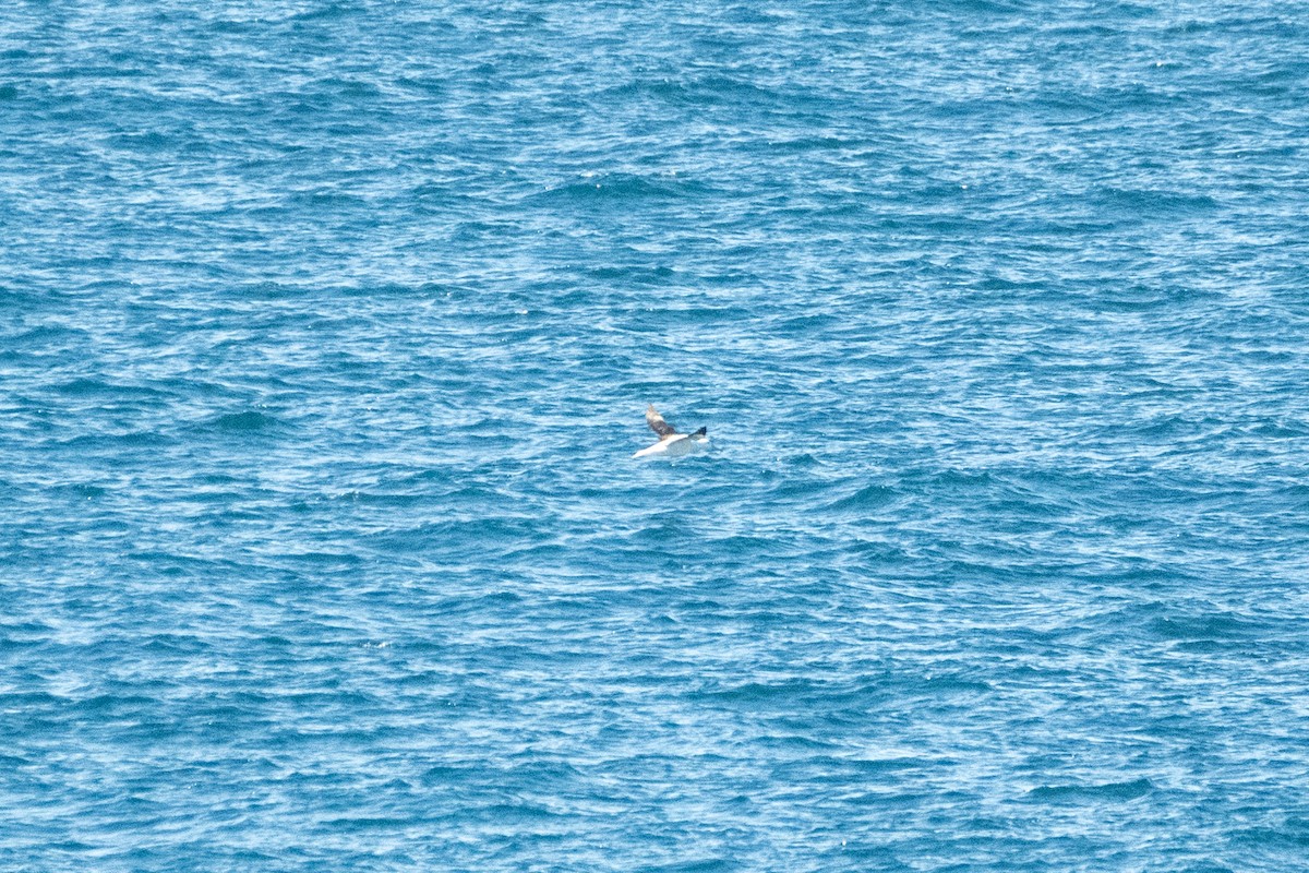 Northern/Southern Royal Albatross - ML631140371
