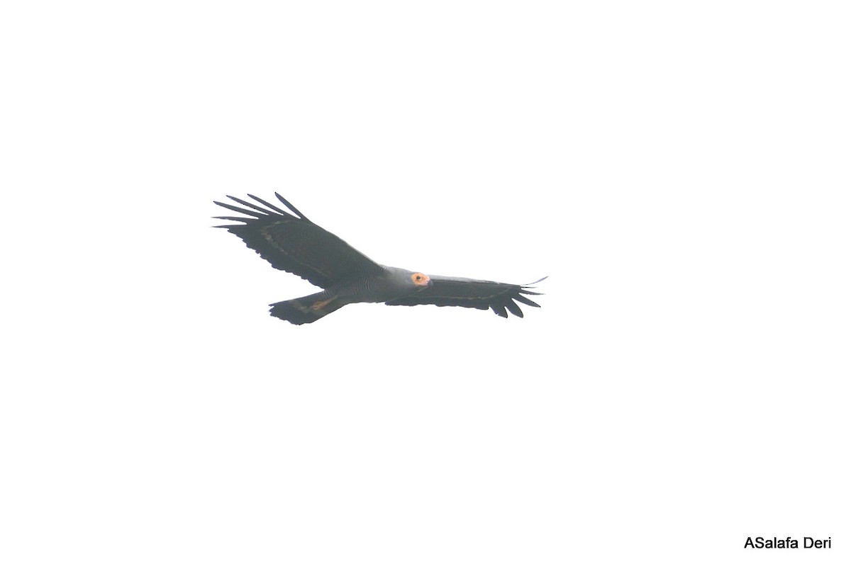African Harrier-Hawk - ML631140400