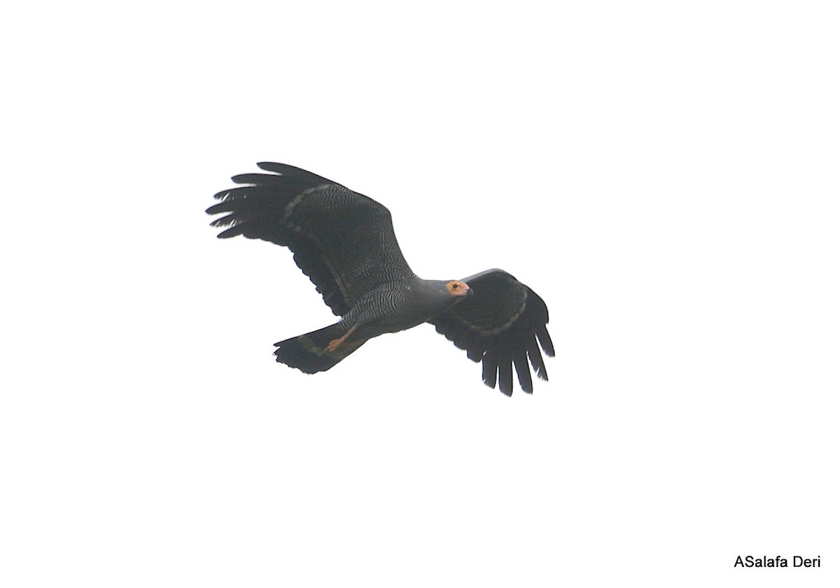 African Harrier-Hawk - ML631140402
