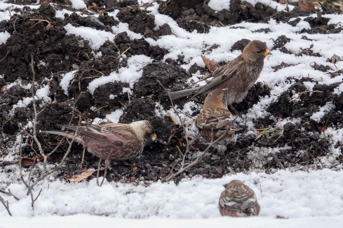 Asian Rosy-Finch - ML631140700