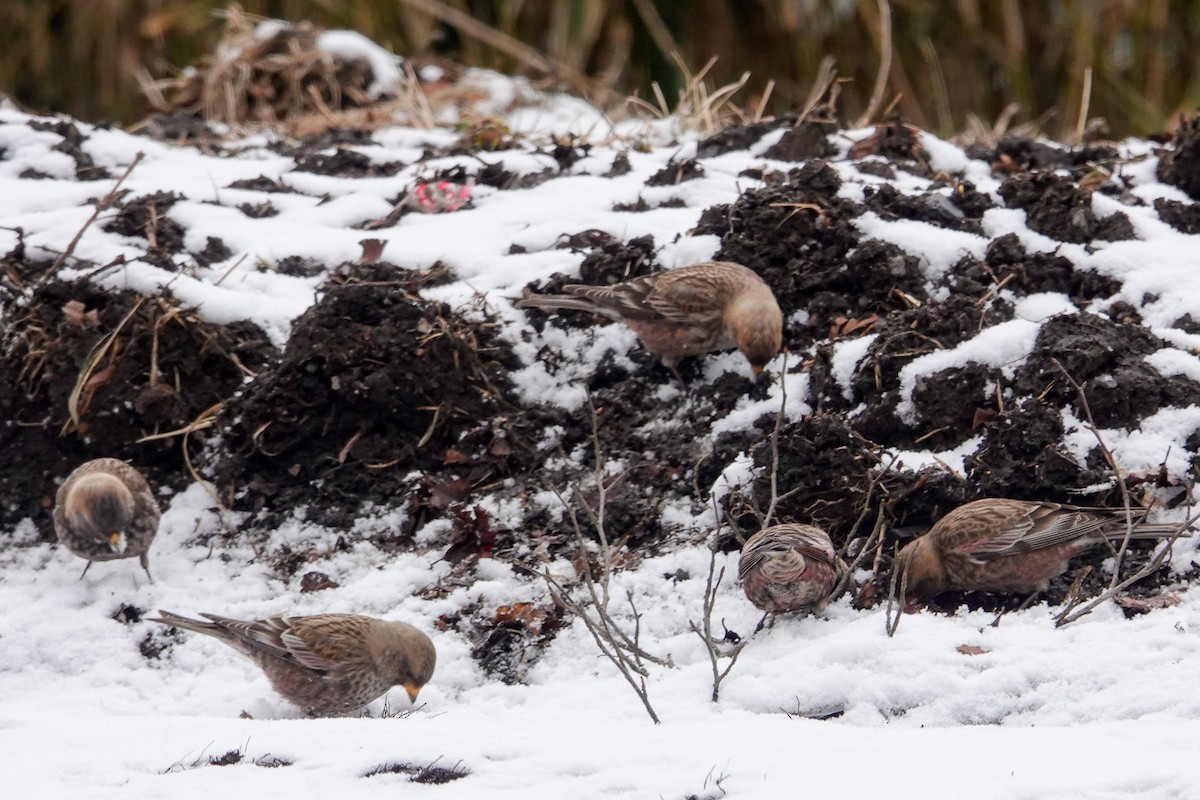 Asian Rosy-Finch - ML631140704