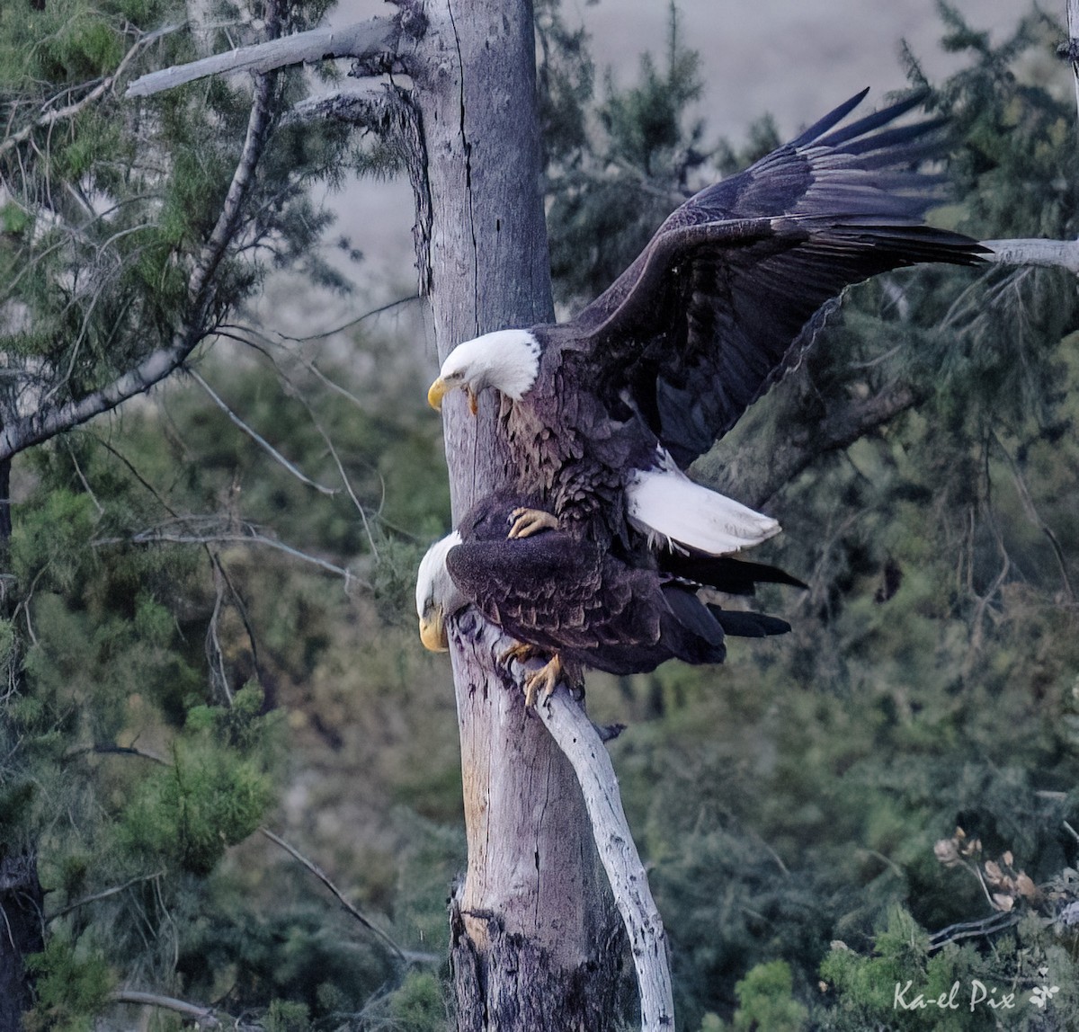 Bald Eagle - ML631140890