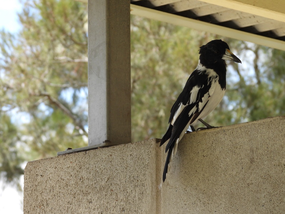 Pied Butcherbird - ML631140895