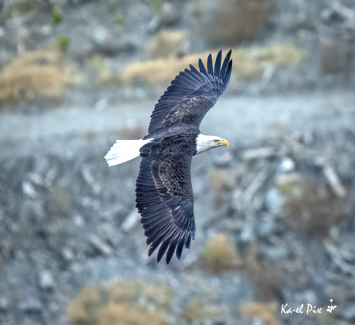 Bald Eagle - ML631140915