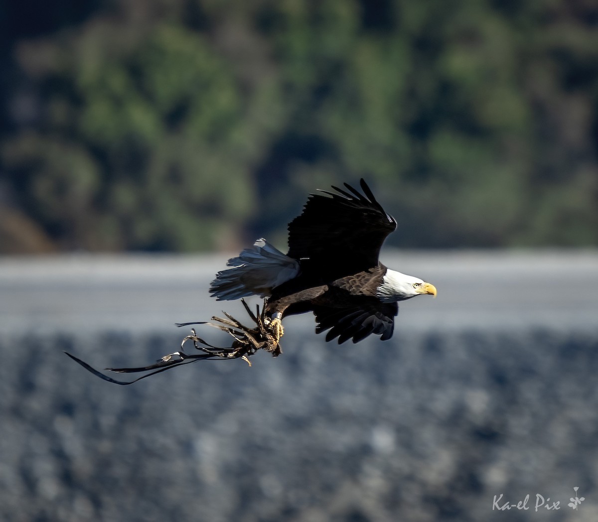 Bald Eagle - ML631140920