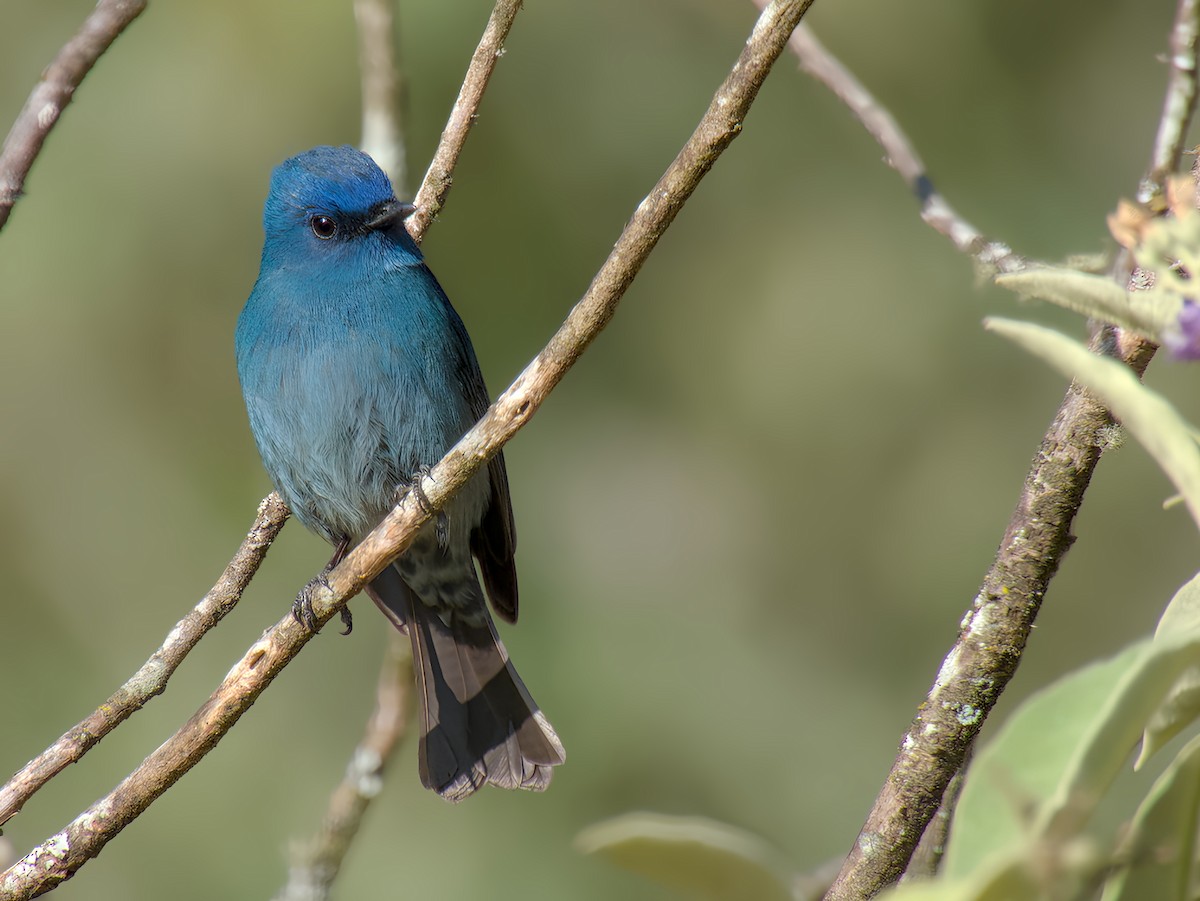 Nilgirischnäpper - ML631141359