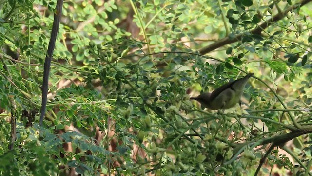 צופית סגולה - ML631141360