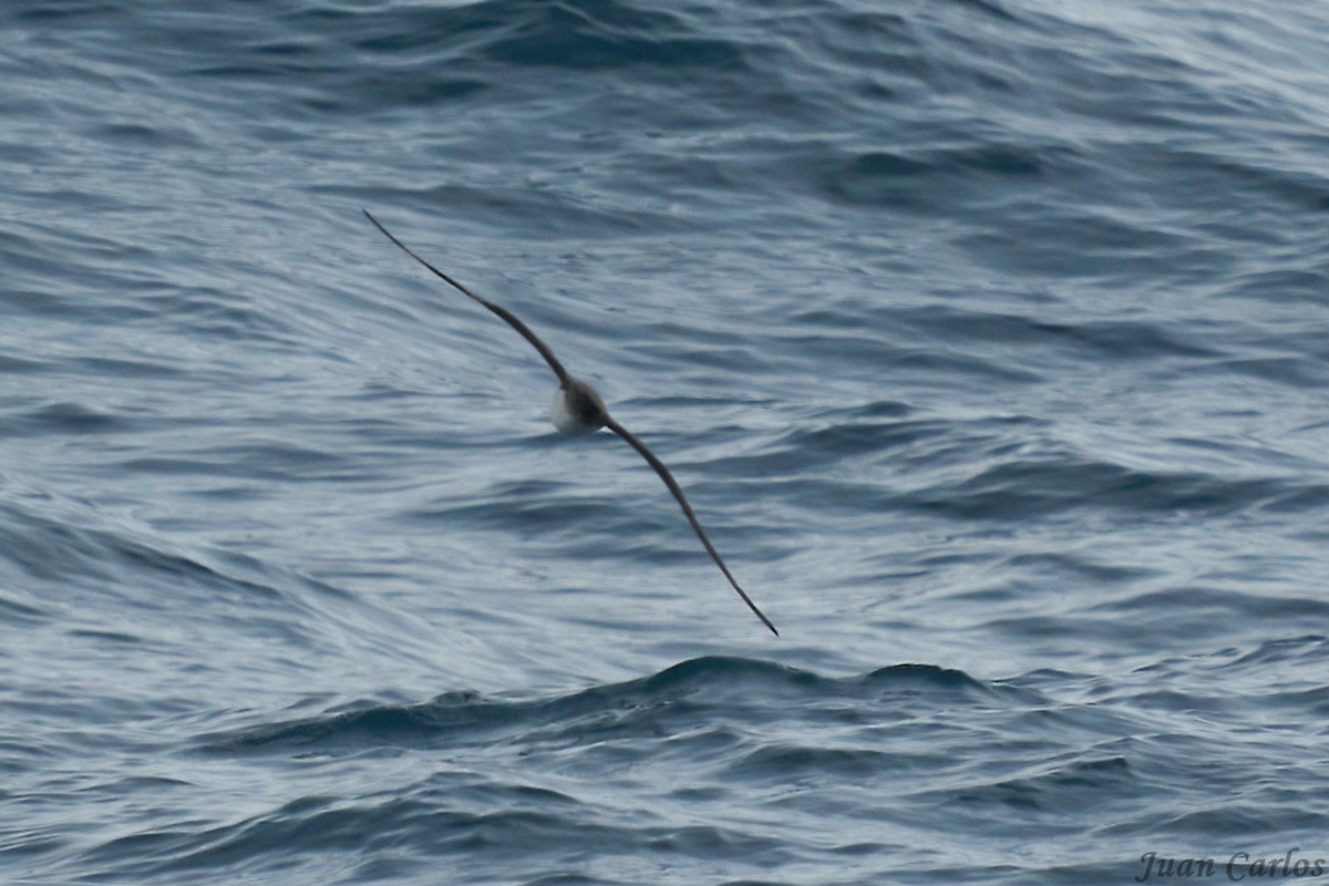 Atlantic Petrel - ML631141467