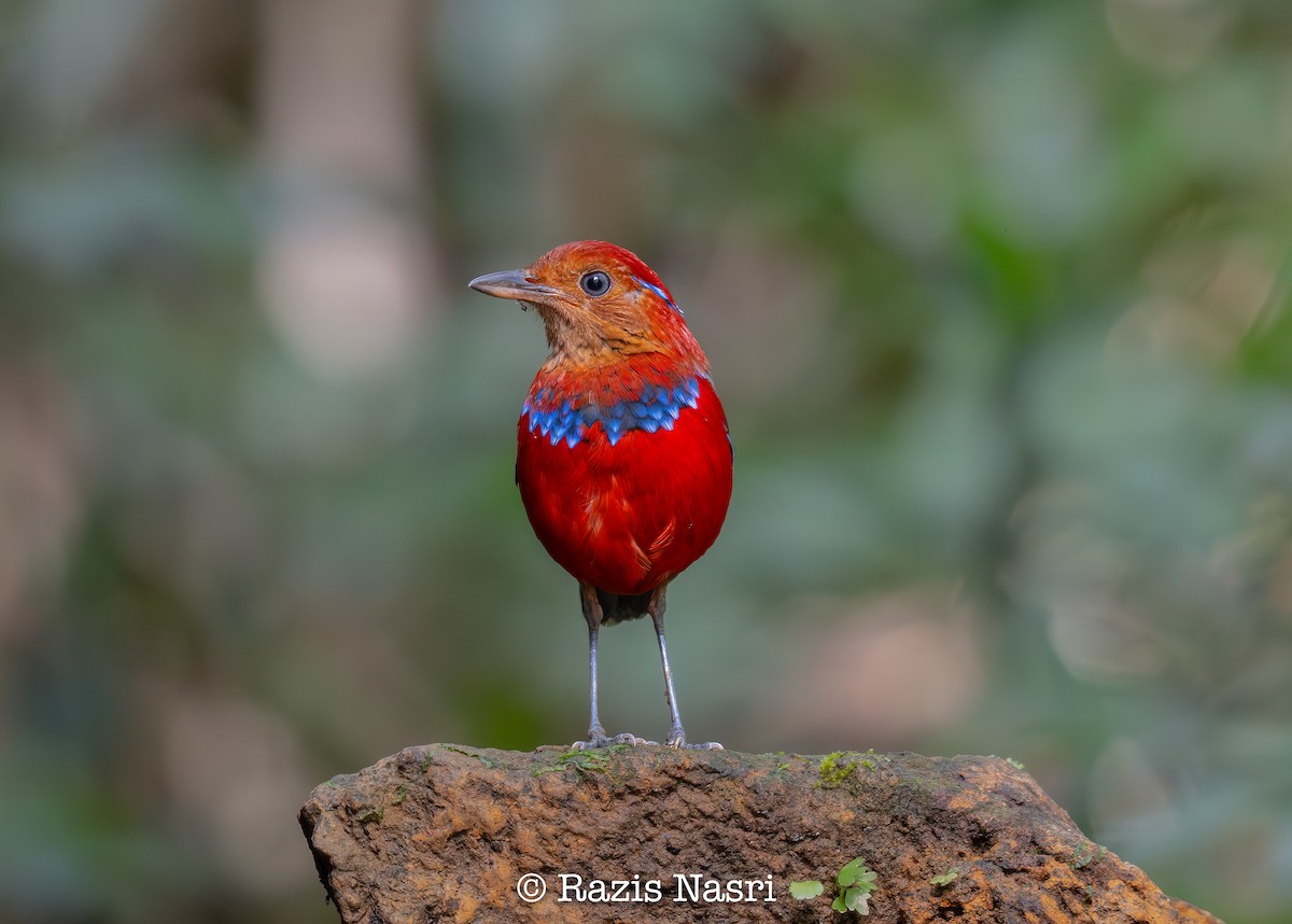 Blue-banded Pitta - ML631141570