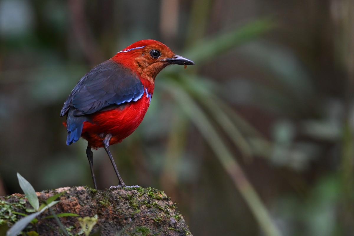 Blue-banded Pitta - ML631141571