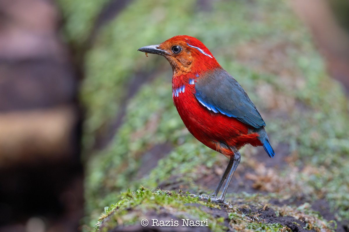 Blue-banded Pitta - ML631141572