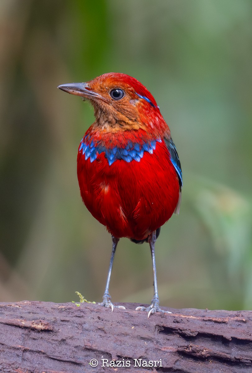 Blue-banded Pitta - ML631141573