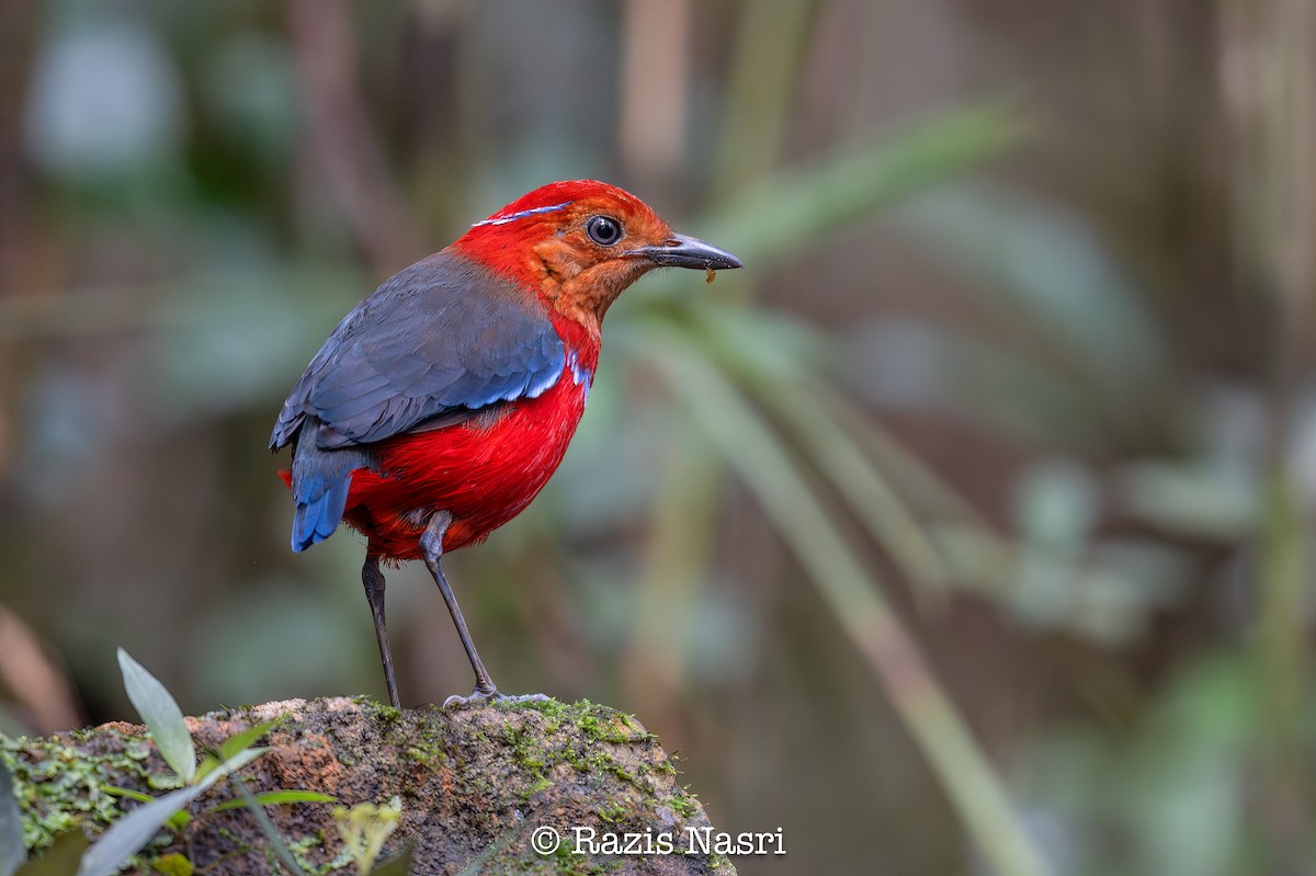 Blue-banded Pitta - ML631141574