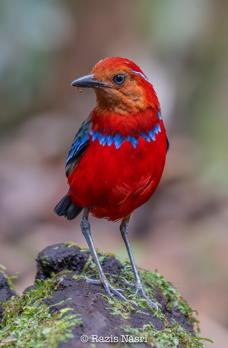 Blue-banded Pitta - ML631141575