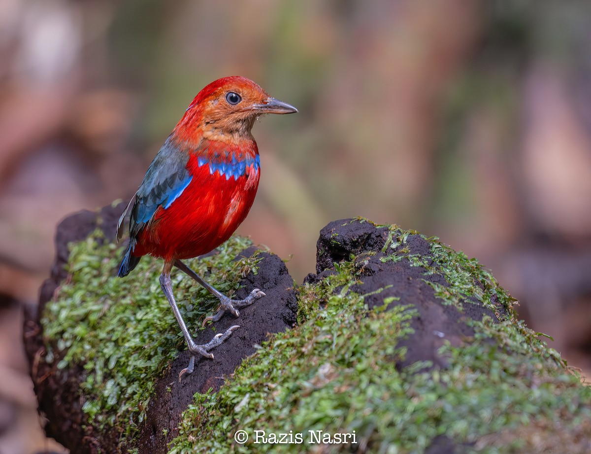 Blue-banded Pitta - ML631141576
