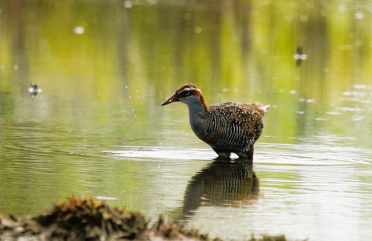 Buff-banded Rail - ML631141599