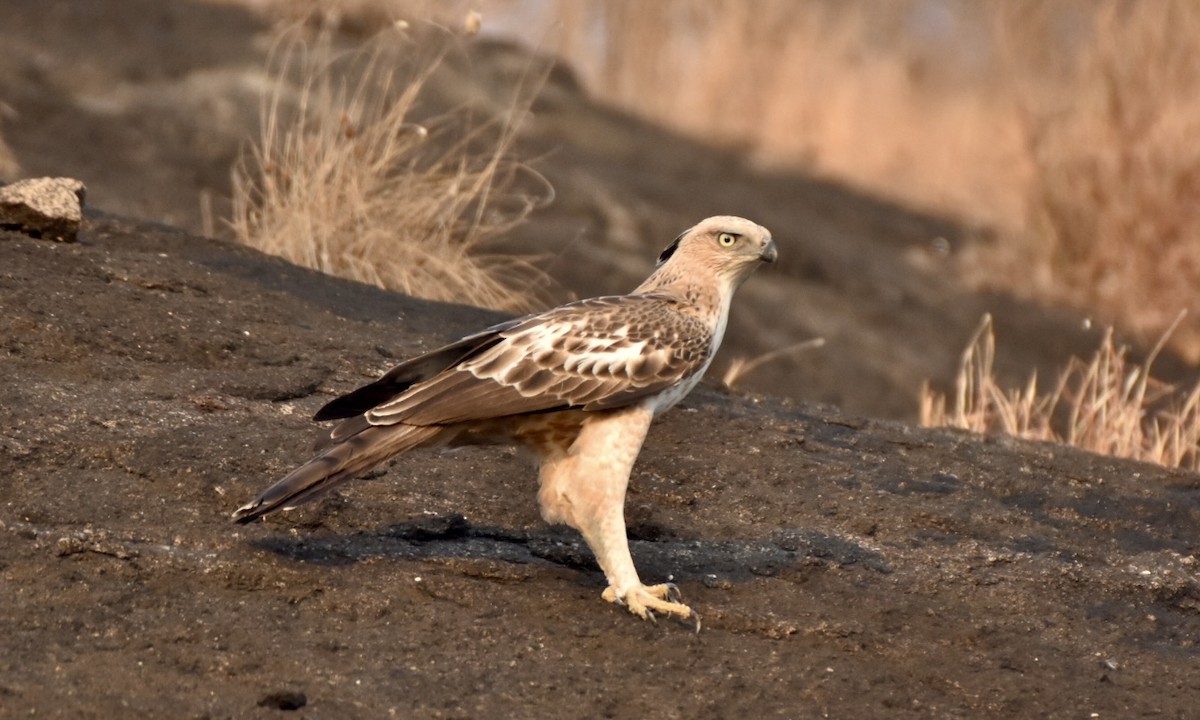 Changeable Hawk-Eagle (Crested) - ML631141830