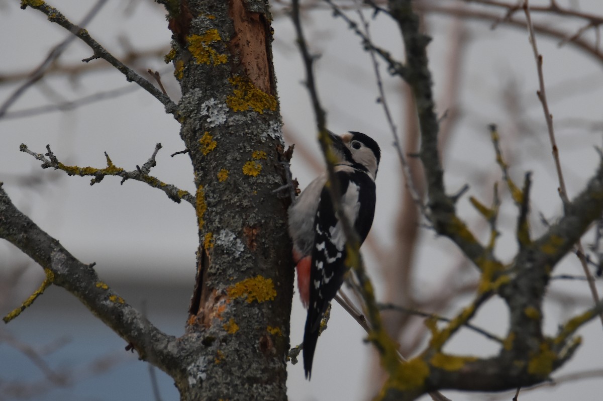 Syrian Woodpecker - ML631141903