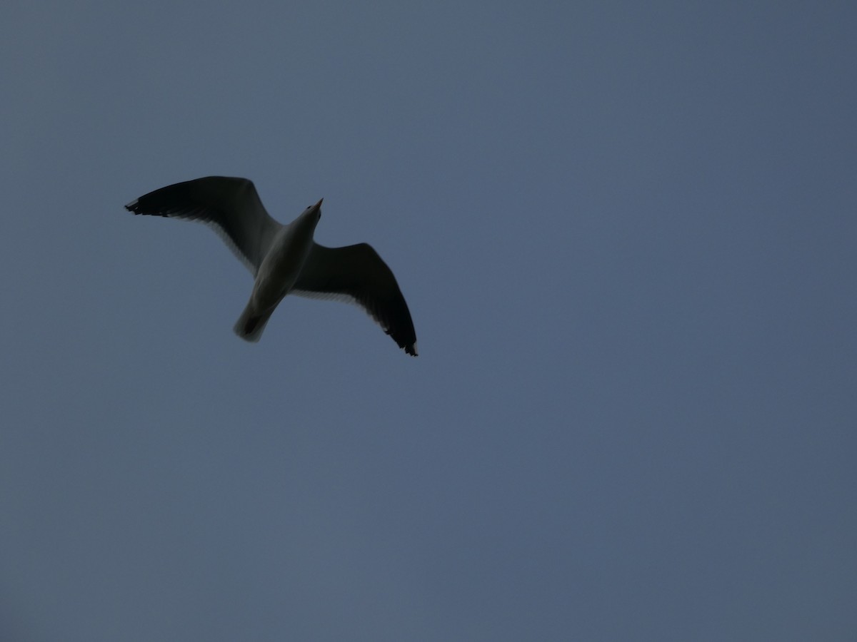 Western Gull - ML631141906