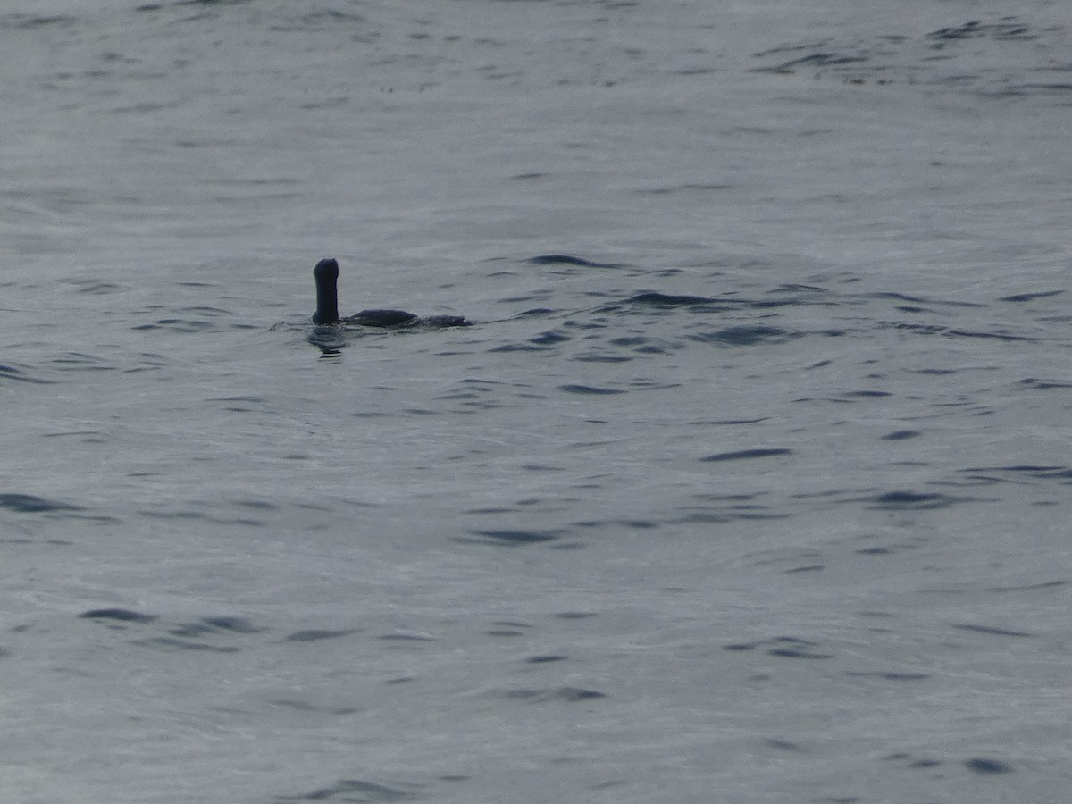 cormorant sp. - ML631141908