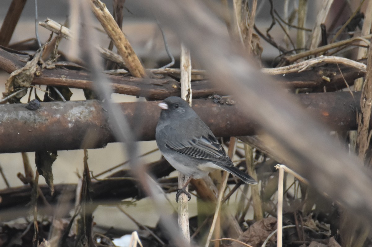 Dark-eyed Junco - ML631141924