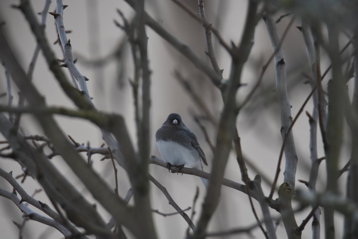 Dark-eyed Junco - ML631141931